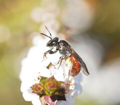Parasphecodes