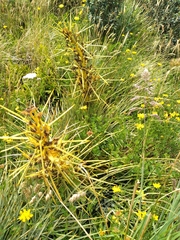Aciphylla squarrosa