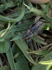 Naupactus