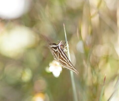 Dichromodes confluaria