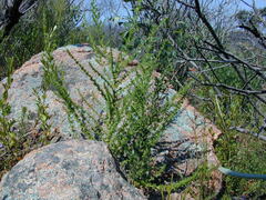 Prostanthera eurybioides