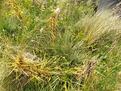 Aciphylla squarrosa