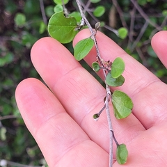 Helichrysum lanceolatum