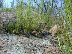 Prostanthera eurybioides