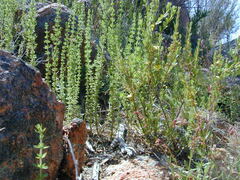 Prostanthera eurybioides