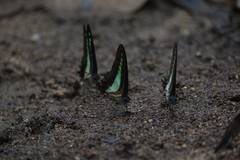 Graphium teredon