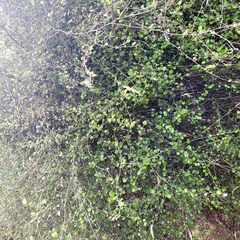 Helichrysum lanceolatum