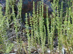 Prostanthera eurybioides