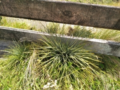 Aciphylla squarrosa