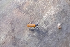 Stenoderus suturalis