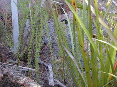 Prostanthera eurybioides