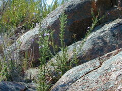 Prostanthera eurybioides