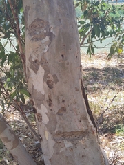 Eucalyptus camaldulensis arida