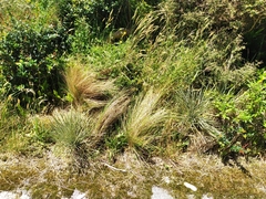 Aciphylla squarrosa