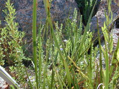 Prostanthera eurybioides