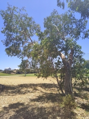 Eucalyptus camaldulensis arida