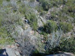 Prostanthera eurybioides
