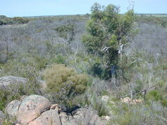 Prostanthera eurybioides