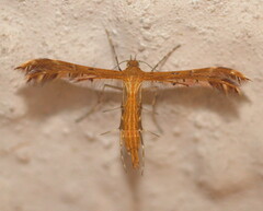 Stenodacma wahlbergi