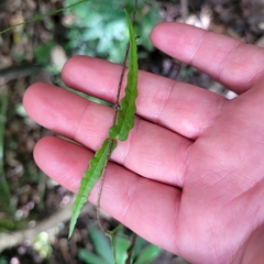 Parsonsia heterophylla