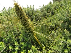 Aciphylla squarrosa