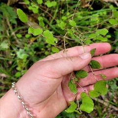 Coprosma rotundifolia