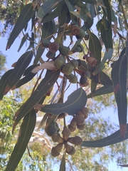 Eucalyptus gomphocephala