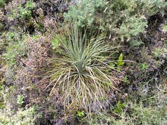 Aciphylla squarrosa