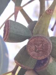 Eucalyptus gomphocephala