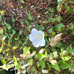 Calystegia tuguriorum