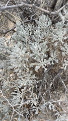 Parthenium argentatum