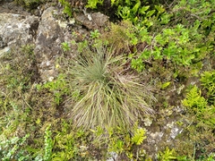 Aciphylla squarrosa