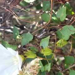 Calystegia tuguriorum