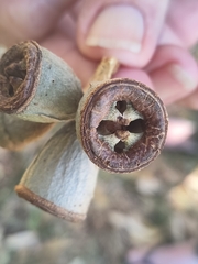 Eucalyptus gomphocephala