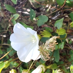 Calystegia tuguriorum