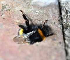 Bombus terrestris