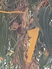 Eucalyptus gomphocephala