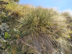 Aciphylla squarrosa