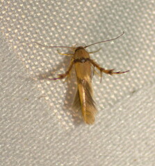 Stathmopoda crassella