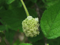 Varronia bullata