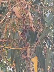 Eucalyptus gomphocephala