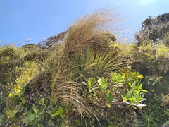 Aciphylla squarrosa