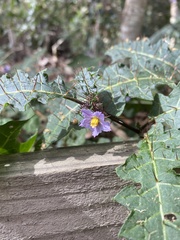Solanum prinophyllum