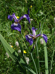 Iris setosa
