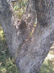 Eucalyptus gomphocephala