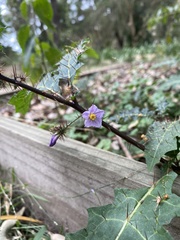 Solanum prinophyllum