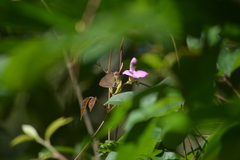 Surendra quercetorum