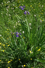 Iris setosa