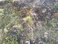 Aciphylla squarrosa
