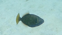 Sufflamen chrysopterum